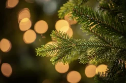 Online Christmas Land 7Ft Feel Real Carrington Fir Slim Artificial Christmas Tree