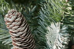 New Christmas Land 7.5Ft Feel Real Frosted Colorado Spruce Artificial Christmas Tree